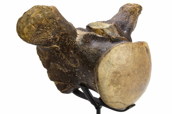 Huge, Fossil Mosasaur (Tylosaurus) Vertebra With Stand - Texas #316016